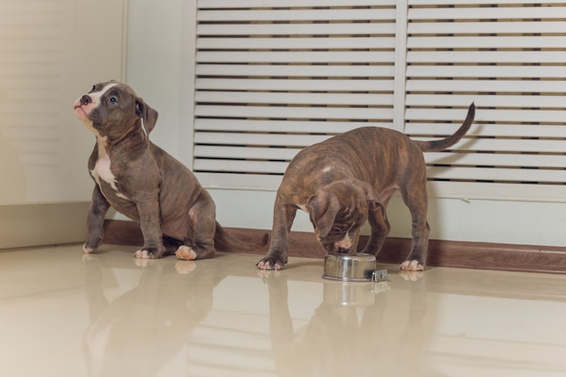 Cachorro American Bully comiendo