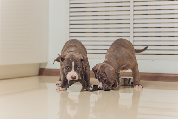 Cachorro American Bully comiendo