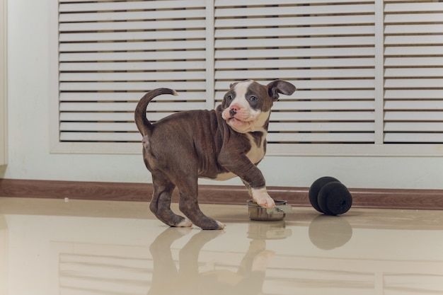 Cachorro American Bully curiosamente caminando hacia adelante