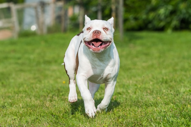 Cachorro American Bully en movimiento sobre el césped