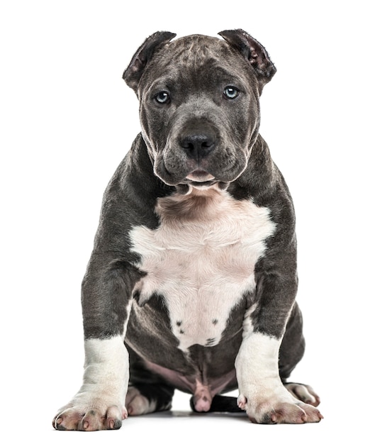 Foto cachorro american bully sentado, aislado en blanco