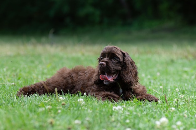 Cachorro American Cocker Spaniel de color marrón yace sobre la hierba.