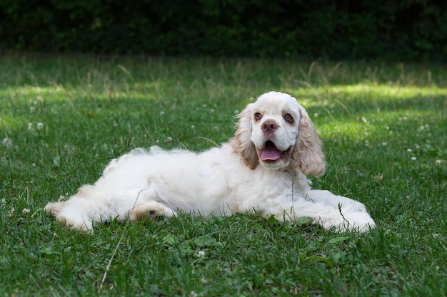 Cachorro American Cocker Spaniel mentiras blancas sobre la hierba.