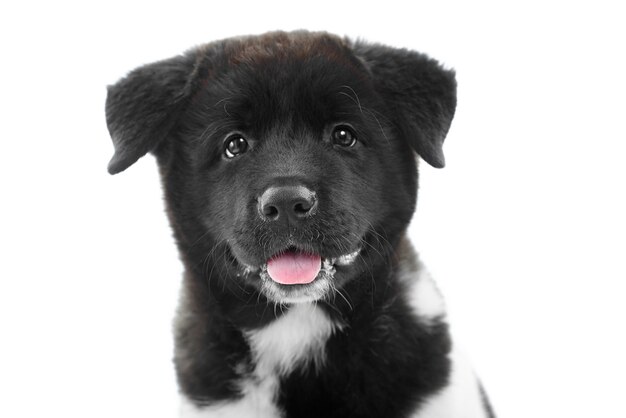 Cachorro de American s akita con pelaje negro suave y esponjoso