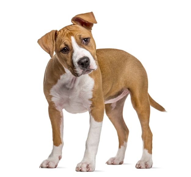 Cachorro American Staffordshire Terrier, aislado en blanco