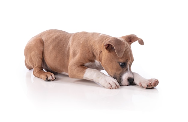 Cachorro American Staffordshire Terrier en blanco