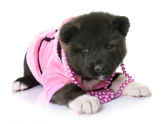 cachorro americano akita