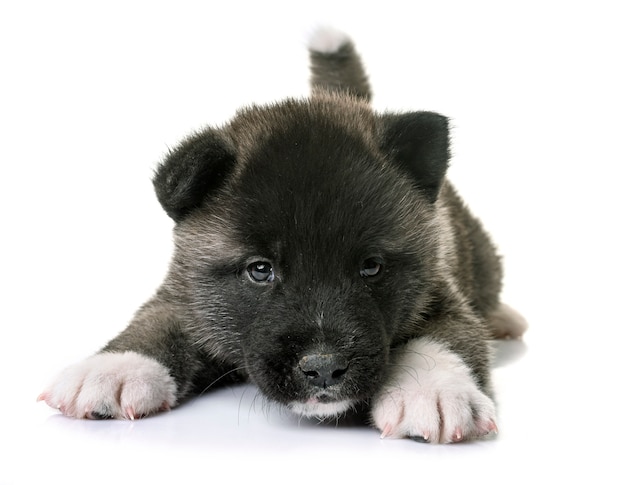 cachorro americano akita