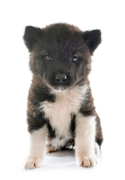 cachorro americano akita