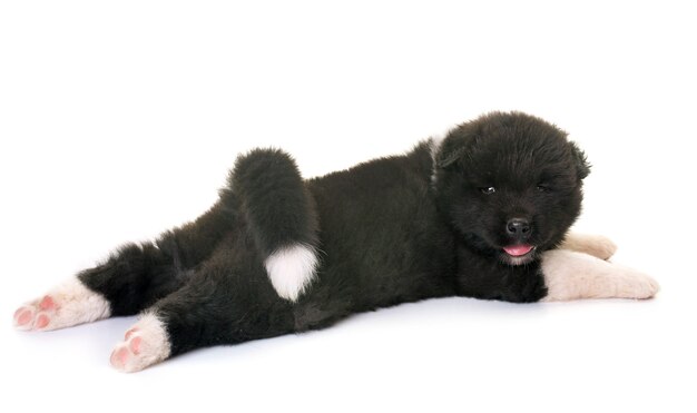 cachorro americano akita