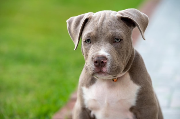 Foto cachorro americano valentão, mascote engraçado e fofo