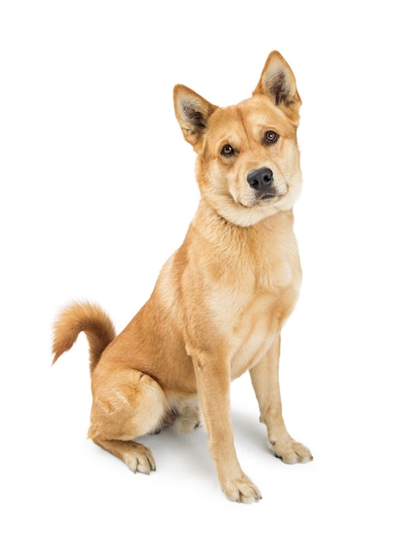 Cachorro Amigável Bonito de Raça Mista Grande