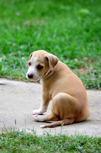 Foto cachorro amstaff