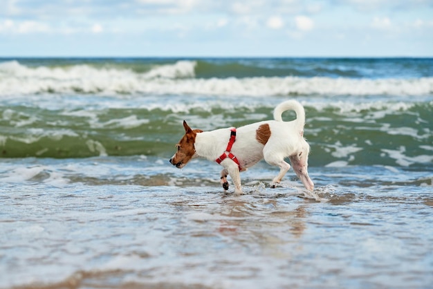 Cachorro andando na praia do mar se diverte nas ondas