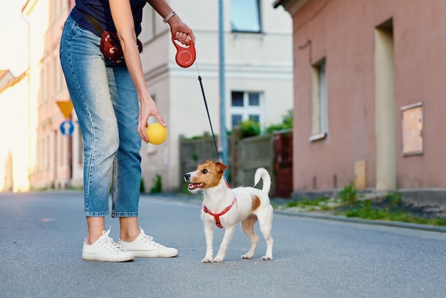 Cachorro andando na rua da cidade com seu animal de estimação brincando com a bola de brinquedo jack russell terrier retrato fofo