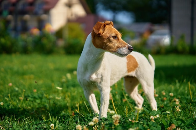 Cachorro andando no gramado com grama verde no dia de verão Animal de estimação ativo ao ar livre Retrato bonito de Jack Russell terrier
