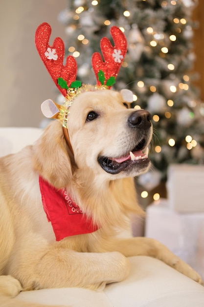 Cachorro ano novo, Natal. Golden Retriever