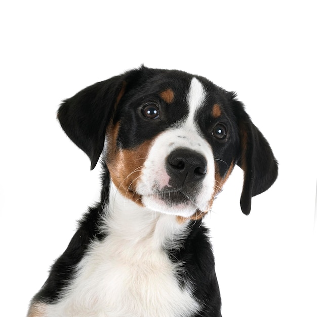 Cachorro Appenzell Sennenhund