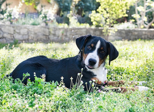 Cachorro Appenzeller Sennenhund