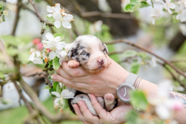 Un cachorro en un árbol con un reloj en la cara.