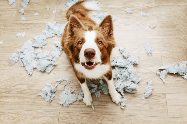 Cachorro atrapado in fraganti tras morder y destrozar una almohada en casa. concepto de trastorno de ansiedad por separación