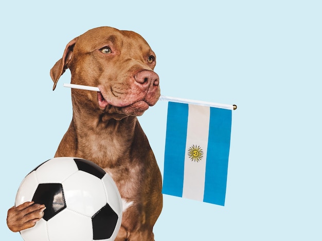 Cachorro con bandera argentina y balón de fútbol