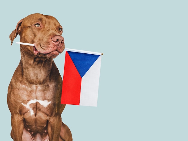 Foto cachorro con la bandera nacional de chequia