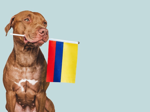 Cachorro con la bandera nacional de Colombia