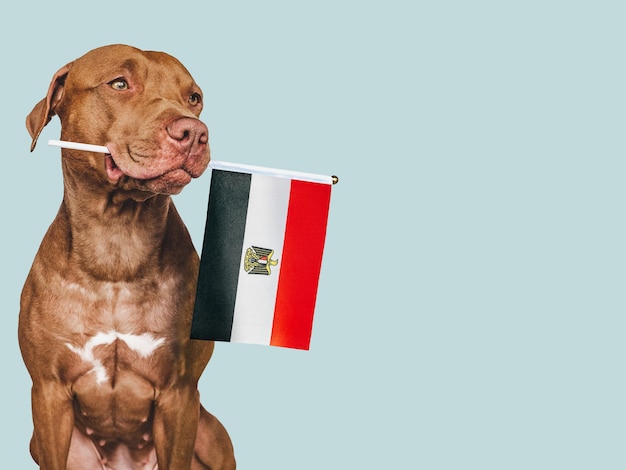 Cachorro con la bandera nacional de Egipto