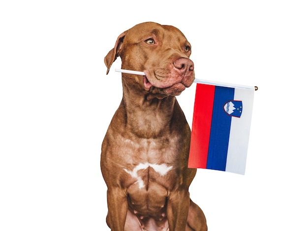 Cachorro con la bandera nacional de Eslovenia