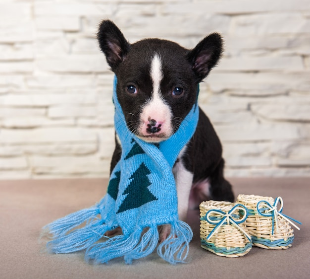 Cachorro Basenji con bufanda de punto azul y botas