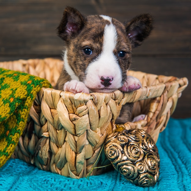 Foto cachorro basenji en una canasta de madera con corazón