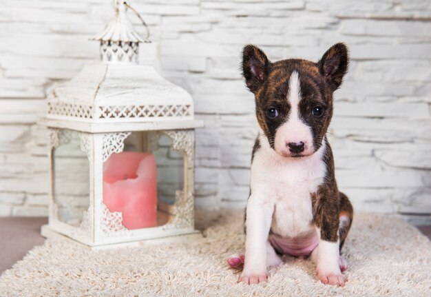 Cachorro Basenji y linterna con vela