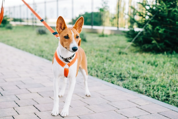 Cachorro Basenji de pie en un camino en el parque mientras camina.