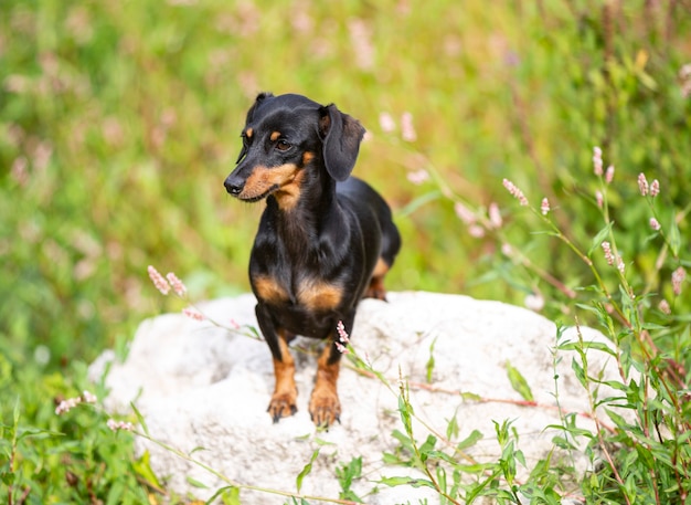 Cachorro bassê caminhando na natureza