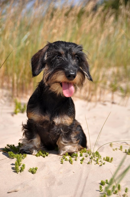 Cachorro bassê de cabelos fio sentado na areia