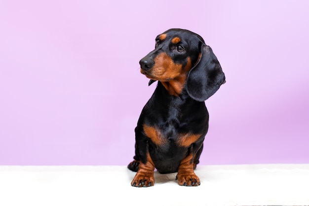 Cachorro bassê em miniatura com cara séria