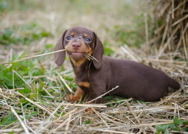 Cachorro bassê engraçado mordiscando grama seca em uma caminhada