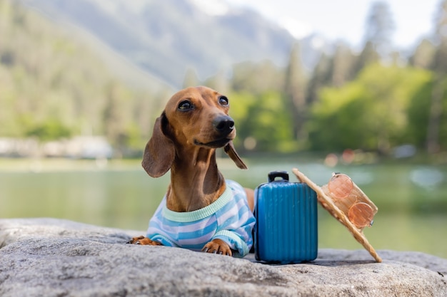 Cachorro bassê fofo em um cachorro de viagem sentado perto da água com uma mala nas férias de mar