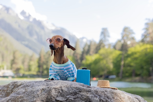 Cachorro bassê fofo em uma viagem. um cachorro bassê de óculos escuros, um chapéu de palha e roupas de verão está sentado perto da água com uma mala no mar. férias com animais de estimação. Foto de alta qualidade