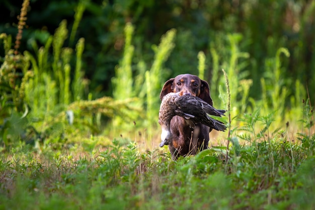 Cachorro bassê trabalhando com um pato selvagem