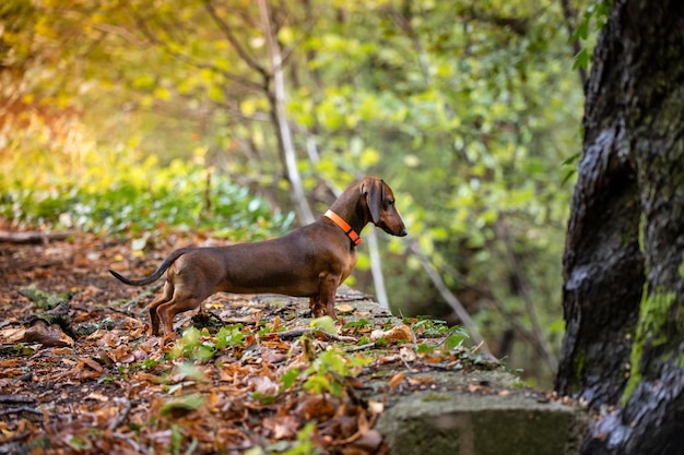 Cachorro bassê vermelho andando na floresta de outono