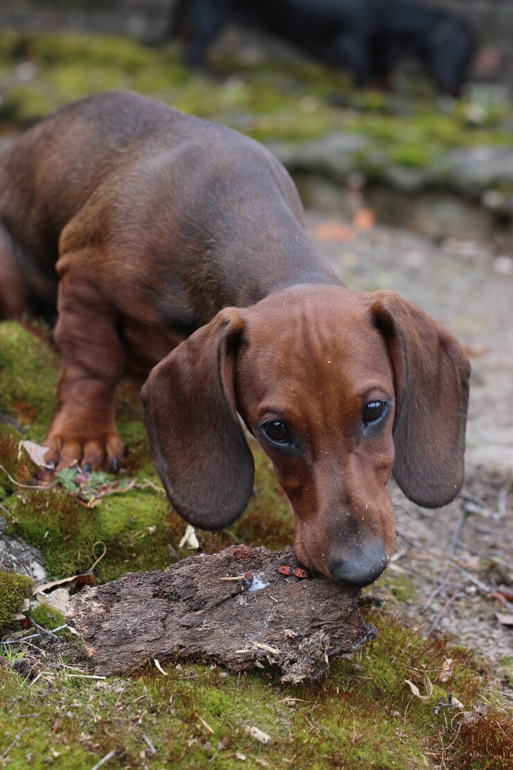 Foto cachorro bassê vermelho brincando ao ar livre