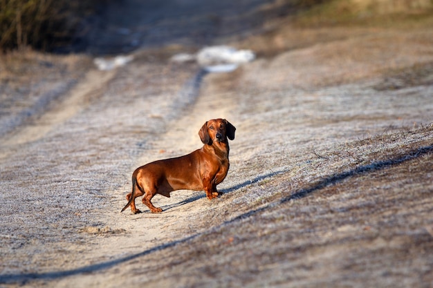 Foto cachorro bassê vermelho caminhando fundo de natureza ao ar livre