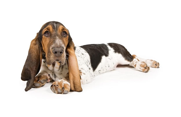 Cachorro Basset Hound Acostado