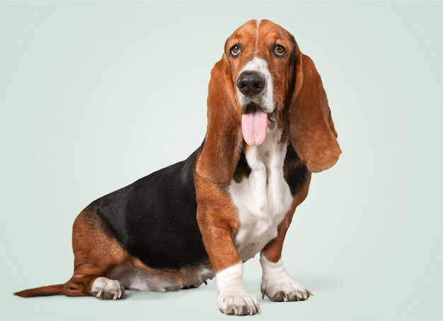 Cachorro Basset Hound no fundo