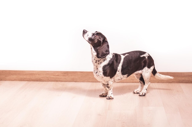 Cachorro Basset Hound preto e branco olha para cima em um espaço interior