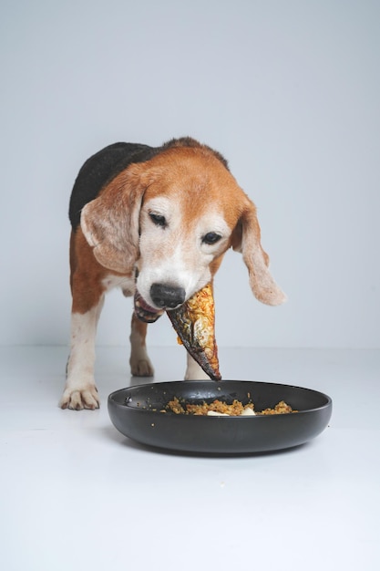 Cachorro beagel de foto comendo na sala de luz de cavala em casa