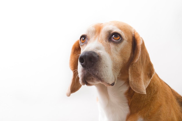 Cachorro beagle adulto se aproximando de seu rosto