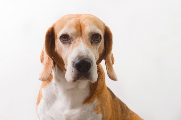 Cachorro beagle adulto se aproximando de seu rosto